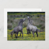 Two Horses Buck and Play ポストカード (正面/裏面)