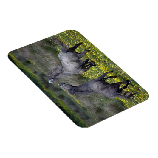 Two Horses Buck and Play マグネット (右側)