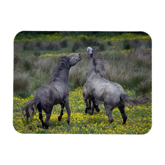 Two Horses Buck and Play マグネット (横)