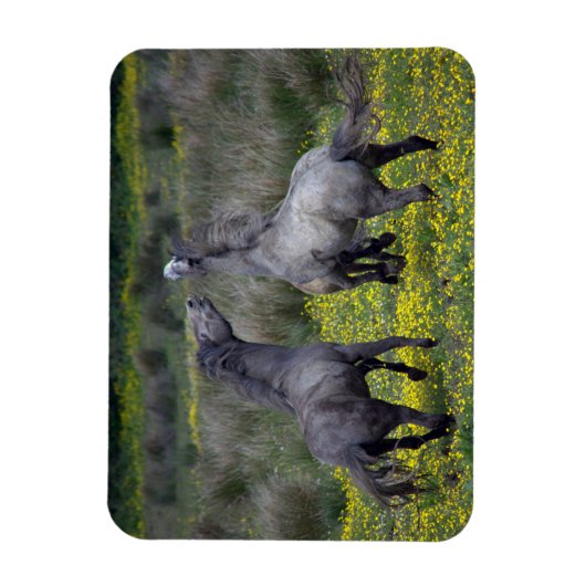 Two Horses Buck and Play マグネット (縦)