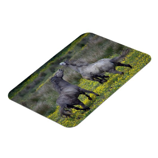 Two Horses Buck and Play マグネット (左側)