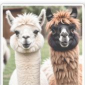 Two Llamas シール (正面)