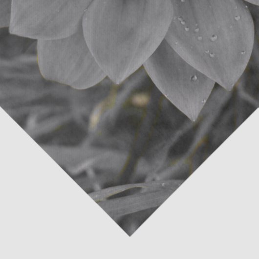 Two of a Kind 薄葉紙 (詳細)