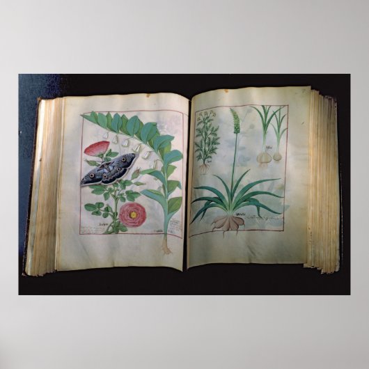 Two pages depicting Rose and Garlic ポスター (正面)