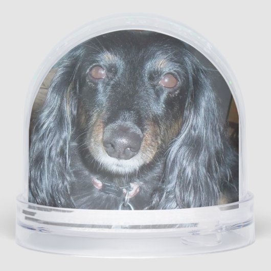 Two Paw Prints Memorial, Teal to Blue (裏面)