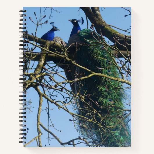 Two Peacocks in a Tree Notebook ノートブック (正面)
