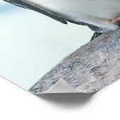 Two Penguins touching beaks ポスター (角)