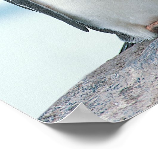 Two Penguins touching beaks ポスター (角)