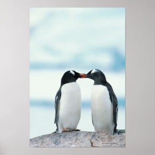 Two Penguins touching beaks ポスター