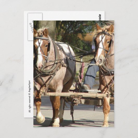  Two Red Roan Horses ポストカード (正面/裏面)