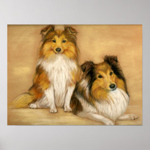 "Two Shetland Sheepdogs" Dog Art Print ポスター