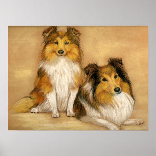 "Two Shetland Sheepdogs" Dog Art Print ポスター (正面)