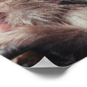 Two Snow Monkeys in Nagano, Japan ポスター (角)