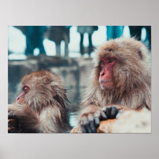 Two Snow Monkeys in Nagano, Japan ポスター (正面)