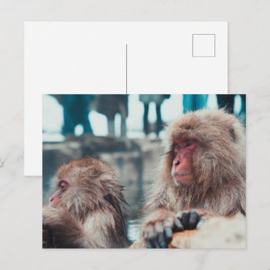 Two Snow Monkeys in Nagano, Japan ポストカード (正面/裏面)