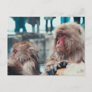 Two Snow Monkeys in Nagano, Japan ポストカード