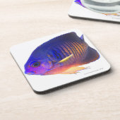 two-spined angelfish コースター (左側)