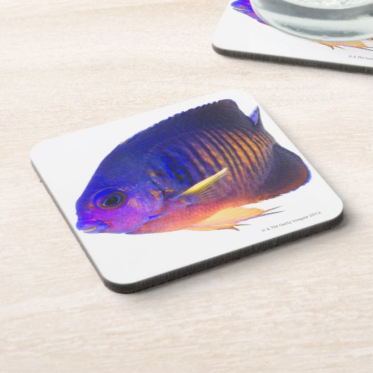 two-spined angelfish コースター (左側)