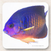 two-spined angelfish コースター (正面)