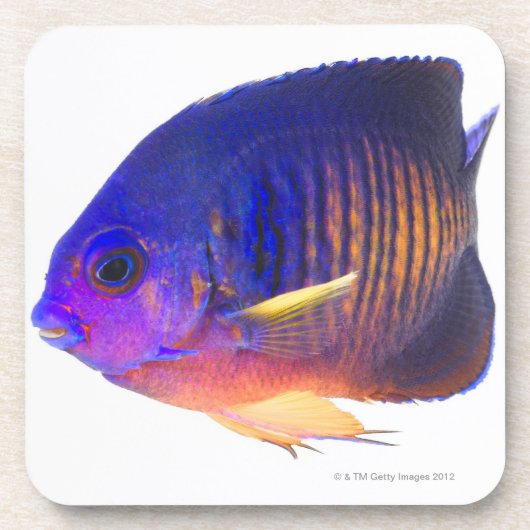 two-spined angelfish コースター (正面)