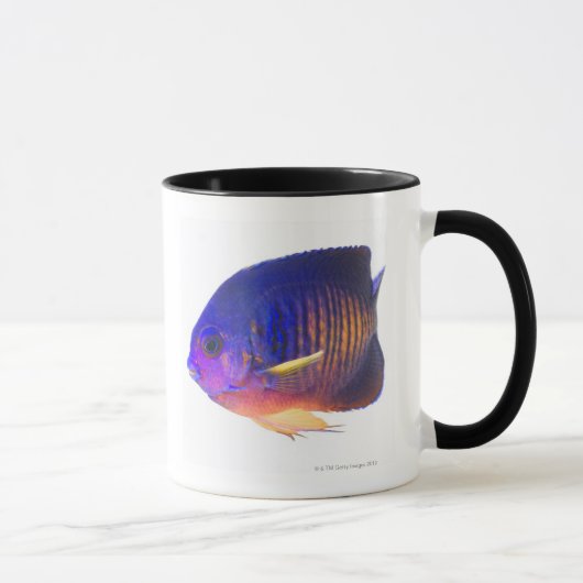 two-spined angelfish マグカップ (右)