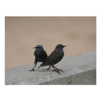 Two Starlings フォトプリント