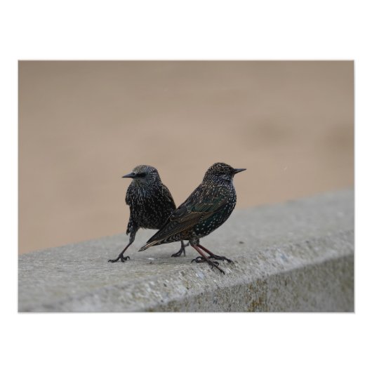 Two Starlings フォトプリント (正面)