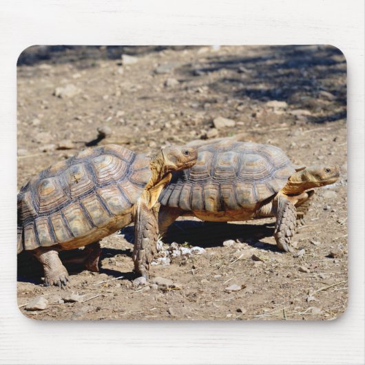 Two sulcata tortoises walking on ground マウスパッド (正面)