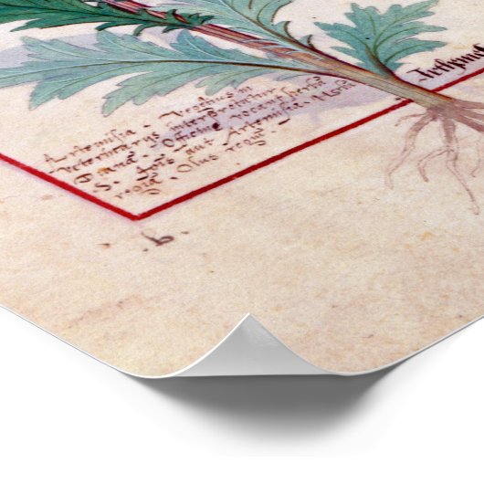 Two varieties of Artemesia ポスター (角)
