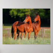 Two Warmblood Horses Standing In Field ポスター (正面)