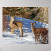 Two White-tailed Deer in Winter ポスター (正面)