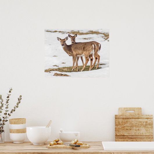 Two White-tailed Deer On Alert ポスター (キッチン)
