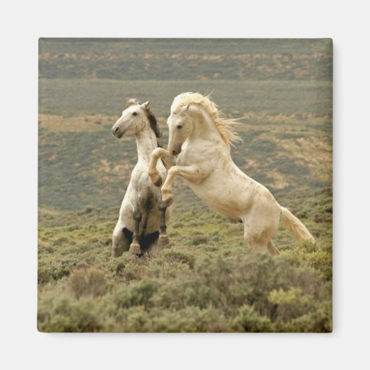 Two Wild Stallions Fight マグネット (正面)