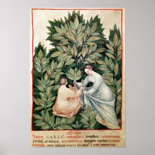 Two women picking sage, from 'Tacuinum ポスター (正面)