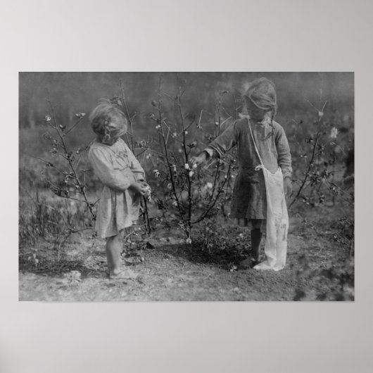 Two Young Girls Picking Cotton Photograph ポスター (正面)