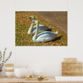 Two Young Swans in the Autumn Sunlight  ポスター (キッチン)