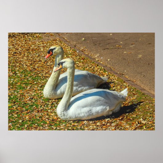 Two Young Swans in the Autumn Sunlight  ポスター (正面)