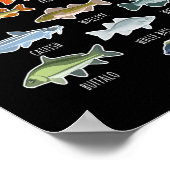 Types Of Freshwater Fish Species Fishing  ポスター (角)
