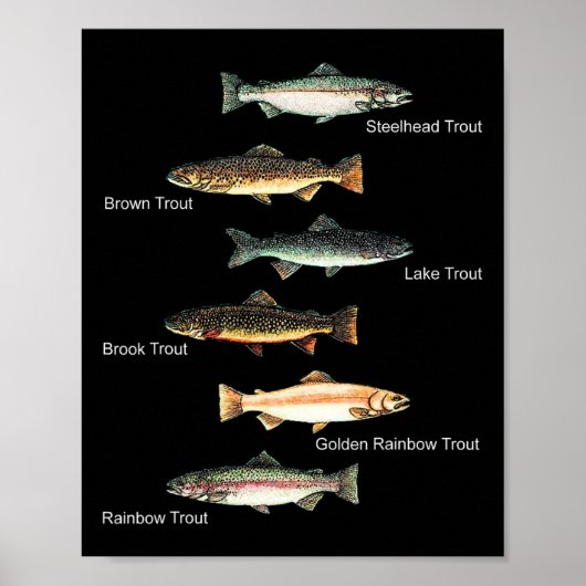 Types Of Trout Fish Species Collection Fishing  ポスター (正面)