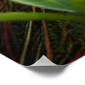 Um lobo-guará na planície Pantaneira. ポスター (角)