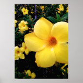 Uma alamanda ポスター (正面)