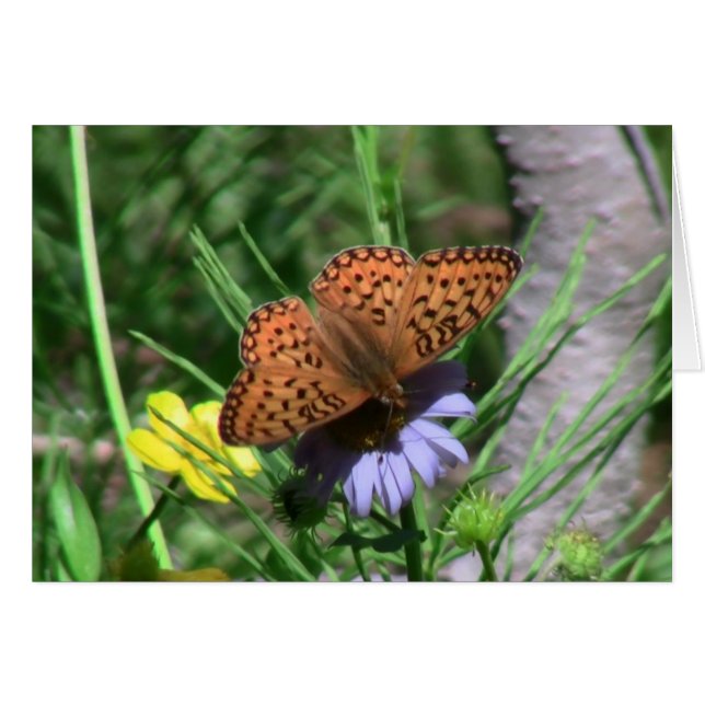 Umatillaオレゴンの昆虫/クモ綱の虫の動物群 (正面横)