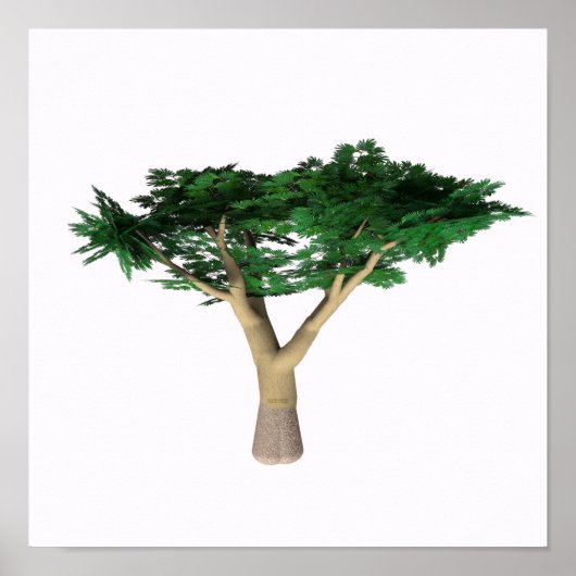 Umbrella Acacia Tree ポスター (正面)