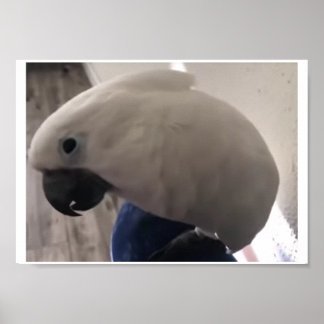 umbrella cockatoo's amazing personality ポスター