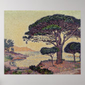 Umbrella Pines at Caroubiers, 1898 ポスター (正面)