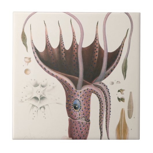 Umbrella Squid, Vintage Marine Life Animals タイル (正面)