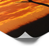 Umbrella Thorn Acacia, Acacia tortilis, 2 ポスター (角)