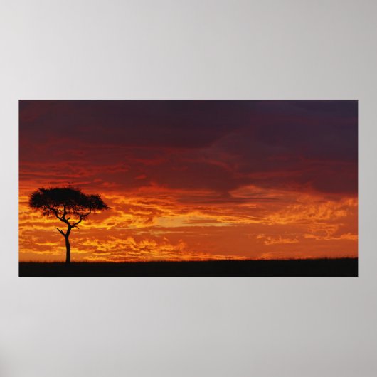 Umbrella Thorn Acacia, Acacia tortilis, 2 ポスター (正面)