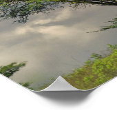 Umbrella Thorn Acacia, Acacia tortilis, and 2 ポスター (角)