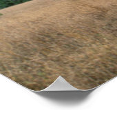 Umbrella Thorn Acacia (Acacia tortilis), Mkuze ポスター (角)